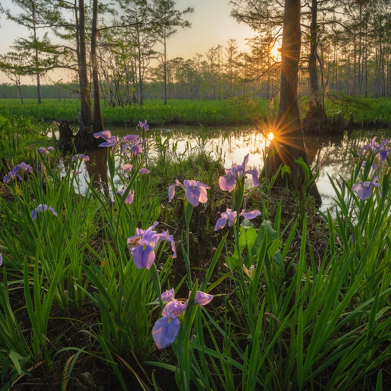Louisiana wild iris sunset landscape photography