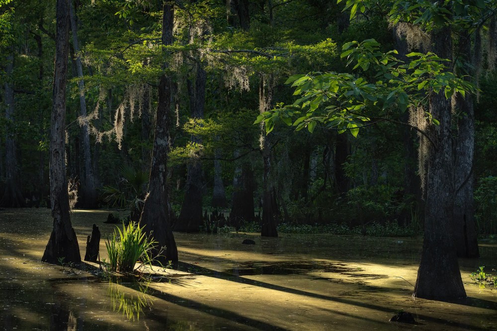 green swamp scene spring