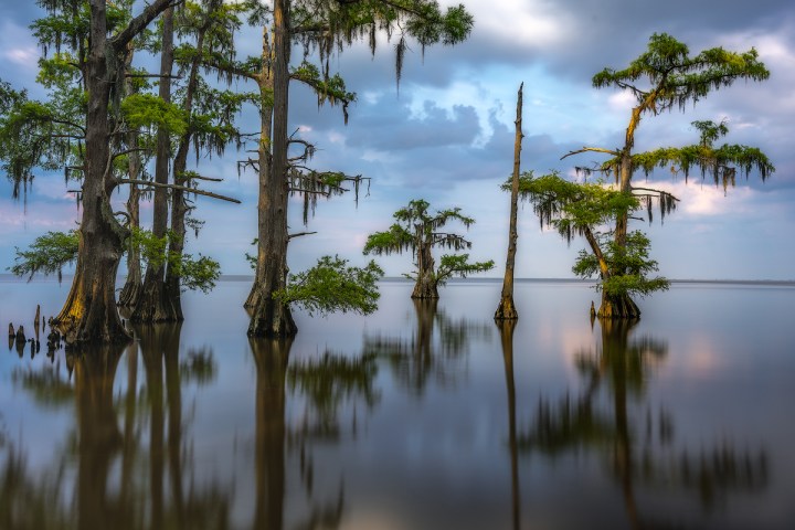 manchac swamp photo tour