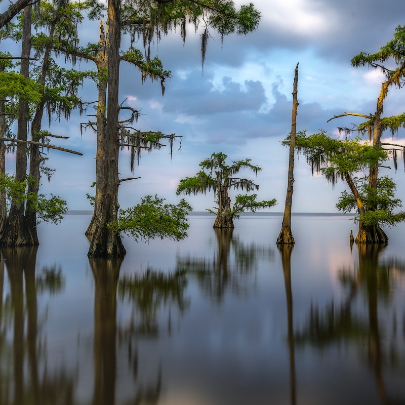 manchac swamp photo tour