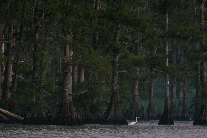 egret on a swamp photo tour