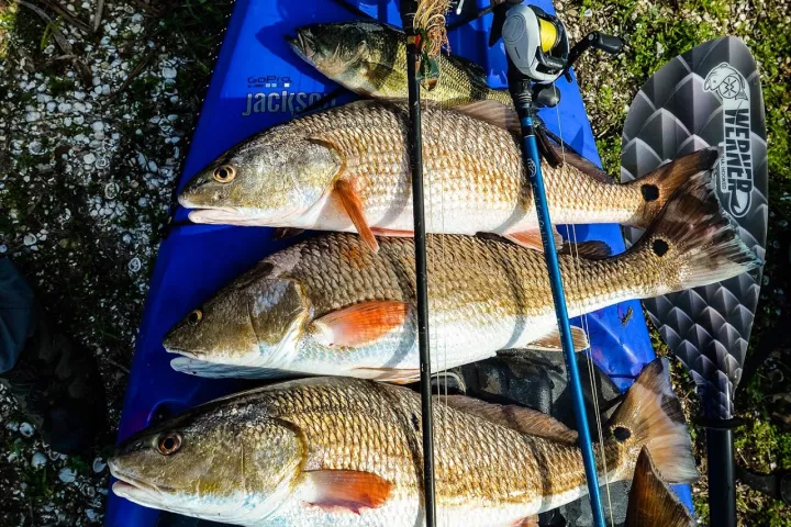 Five Redfish caught displayed on top of a kayak