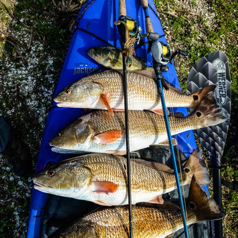 Five Redfish caught displayed on top of a kayak