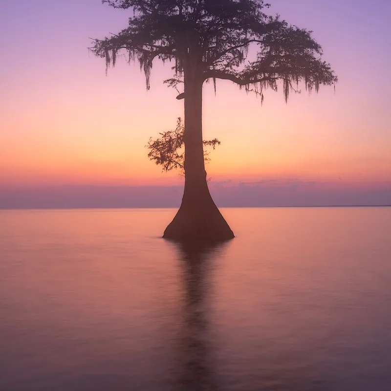 Manchac Sunrise Photo Tour Swamp