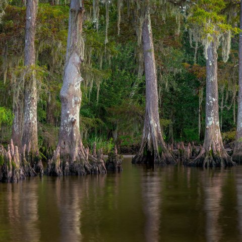 cypress trees in the swamp