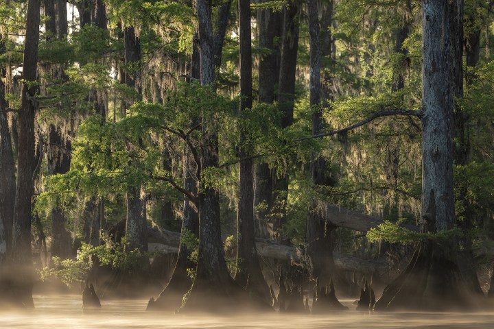 misty sunrise swamp shoot