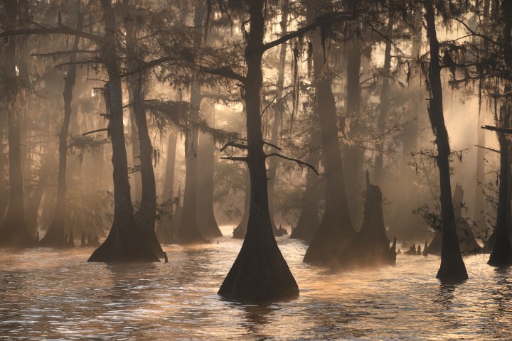 foggy winter cypress