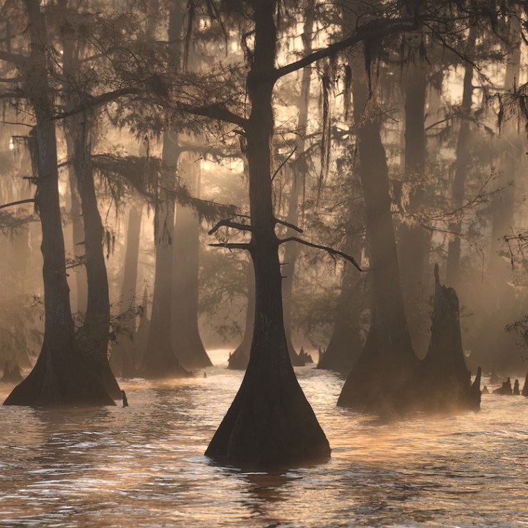 foggy winter cypress