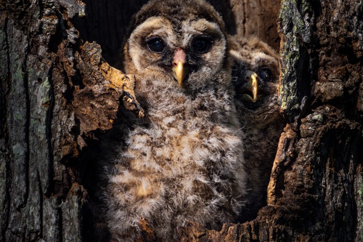 barred owl swamp photo tour