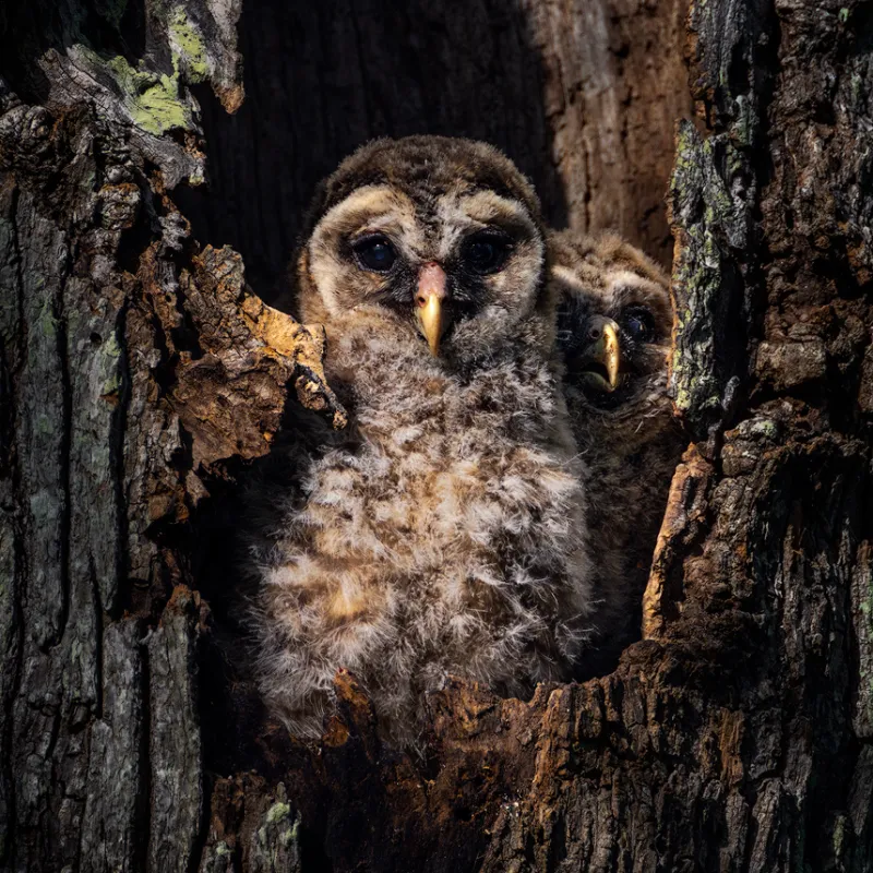 barred owl swamp photo tour