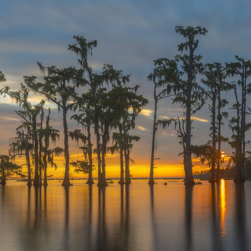 morning on the swamp