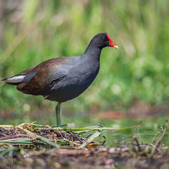 The bird Common Gallinule on the edge of the water