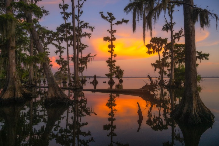 summer swamp sunrise