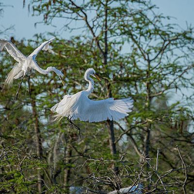 Great Egret flying above the swamp
