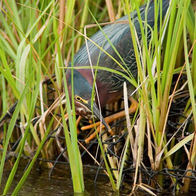 Green Heron in the swamp