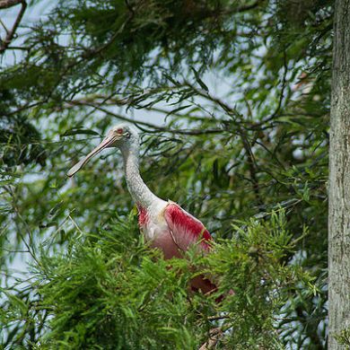 Roseatte Spoonbill
