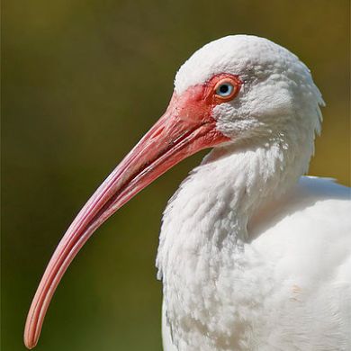 white ibis