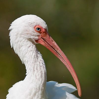 white ibis