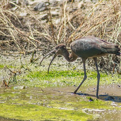 A glossy Ibis