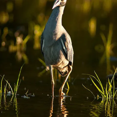 Yellow-crowned Night-Heron