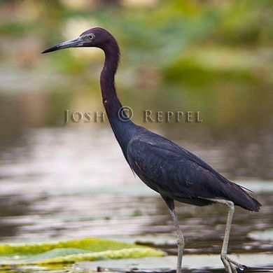 Little-blue Heron