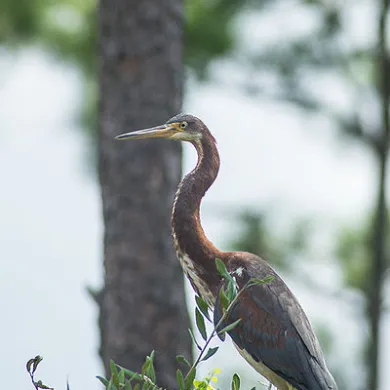 Tri-colored Heron