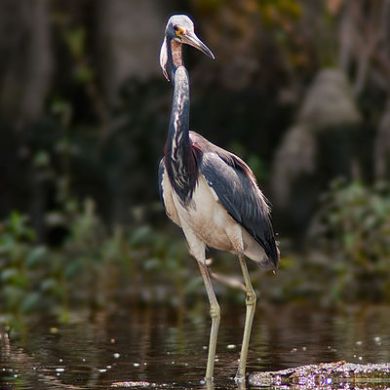 Tri-colored Heron