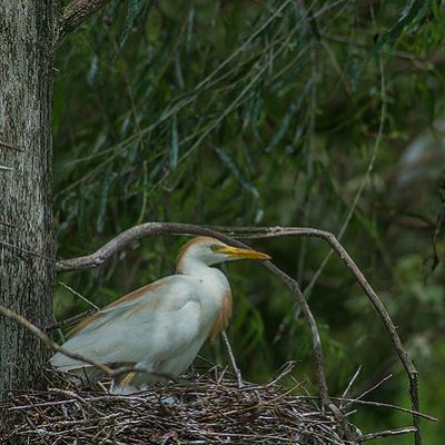 Cattle Egret