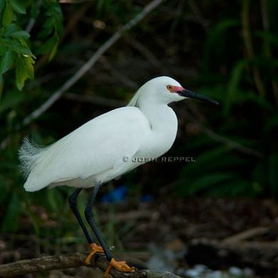 Snowy Egret