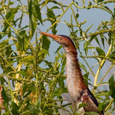 Least Bittern