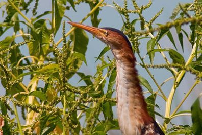 Least Bittern