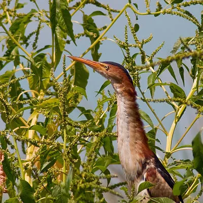Least Bittern