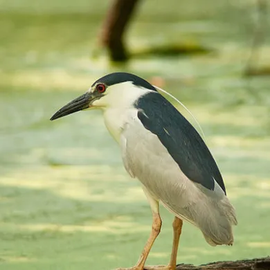 Black-crowned Night-Heron