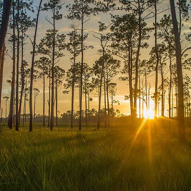 The sun setting through the trees