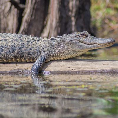 an alligator on a log
