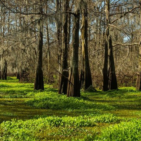 the trees in the New Orleans Bayou
