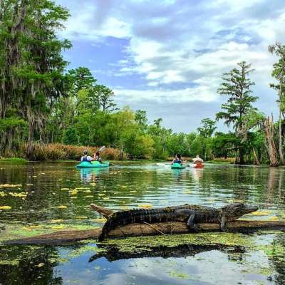 an alligator on a log in the middle of the bayou with several kayakers in the background