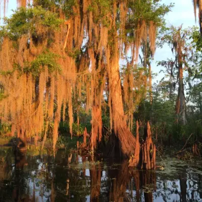 Several trees in the bayou in New Orleans