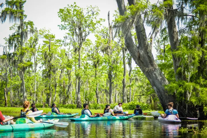 Swamp Kayaking Tours