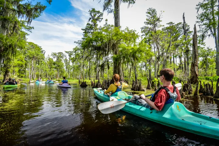 kayakers in a swamp