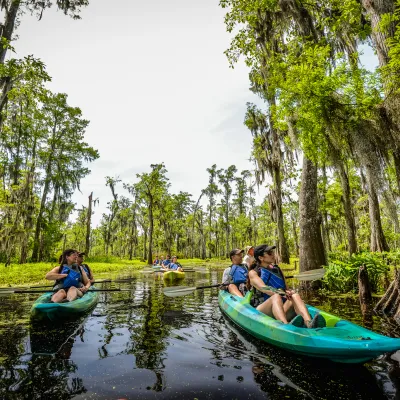 kayakers in a swamp
