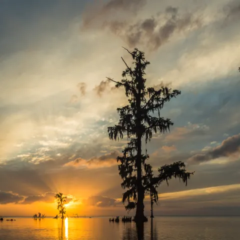a tree in the swamp at sunset