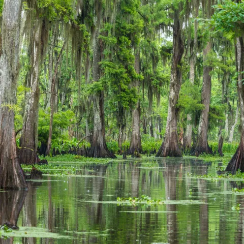 a view of the greenery in the swamp