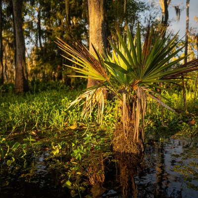 flora in a swamp