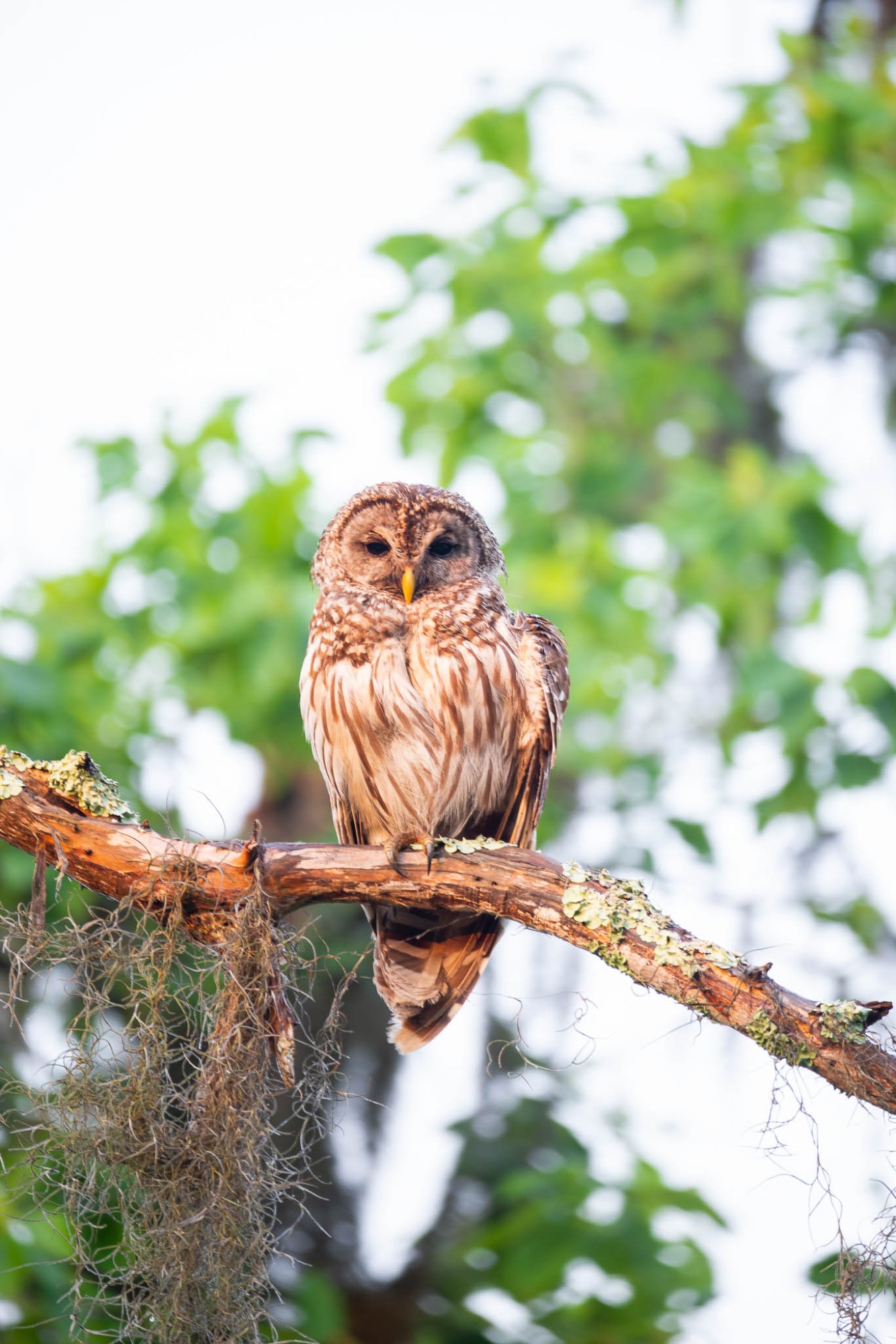 kayak, kayak tour, kayaking, kayaking tour, kayak swamp tour, swamp tour, swamp tour, new orleans kayak tour, new orleans kayaking