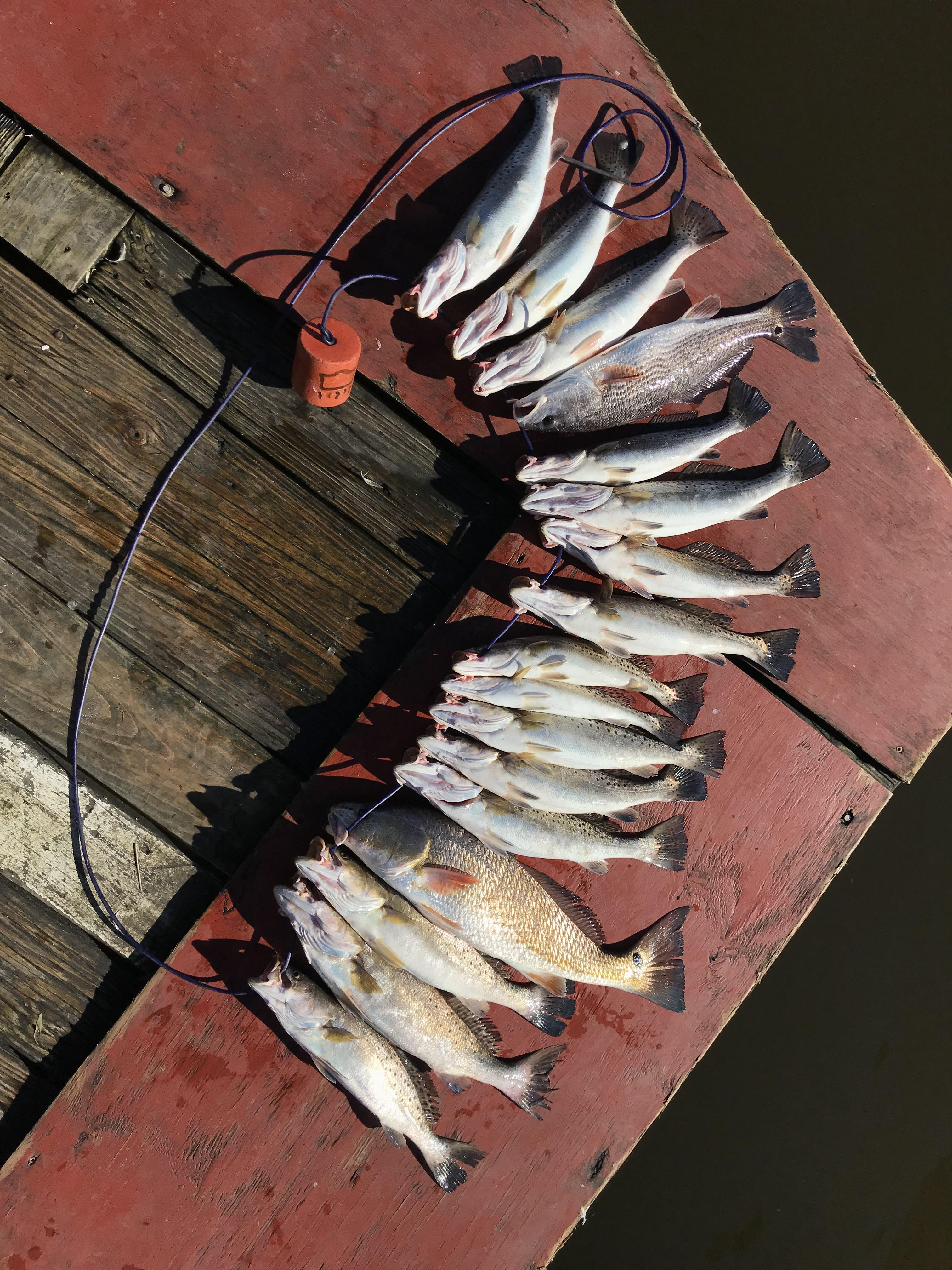 Limits of Speckled Trout Kayak Fishing