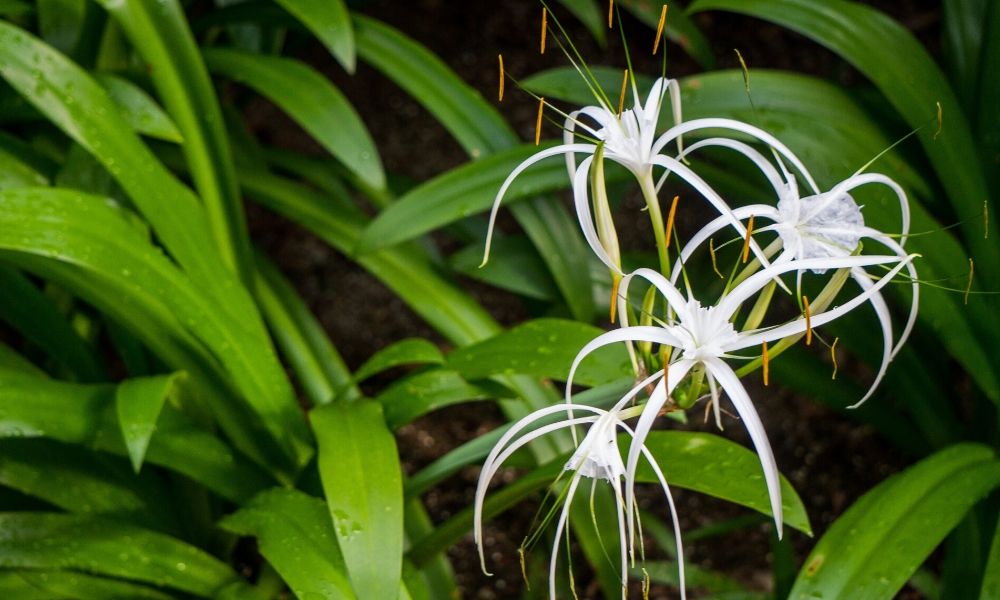 WildLouisianaTours-seotool-12615-PlantLifein-blogbanner1 Plant Life in the Louisiana Swamps