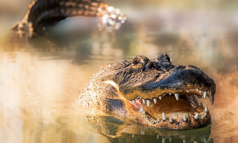 WildLouisianaToursLLC-seotool-12608-IsItSafe-BlogBanner1 Is it Safe to Kayak with Alligators?