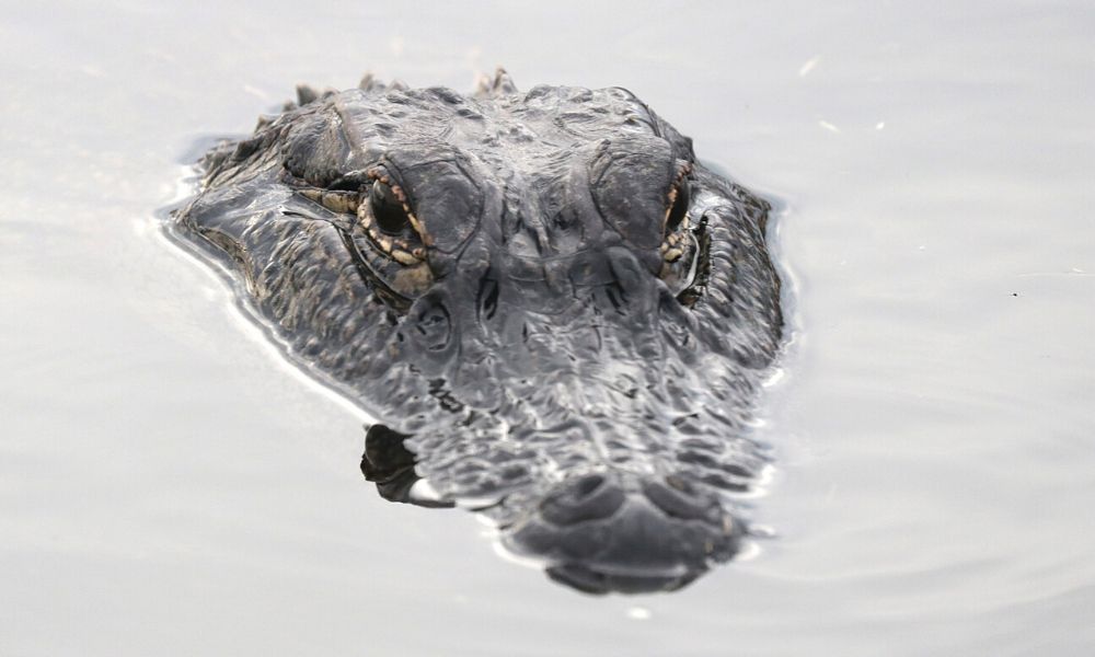 How to Find an Alligator in the Water
