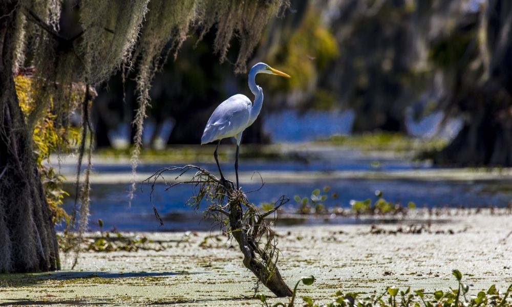 a bird standing next to a body of water